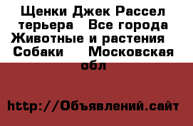 Щенки Джек Рассел терьера - Все города Животные и растения » Собаки   . Московская обл.